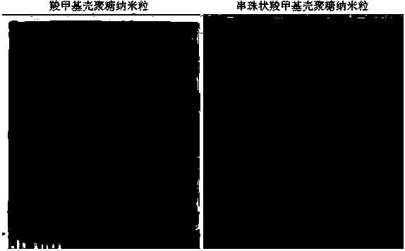 Bead-shaped amphipathic nano particle as well as preparation method and application thereof