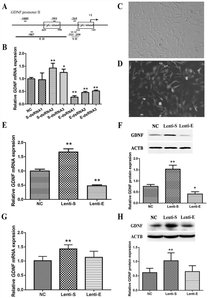 A dsRNA targeting enhancer II in the promoter II region of gdnf gene and its application