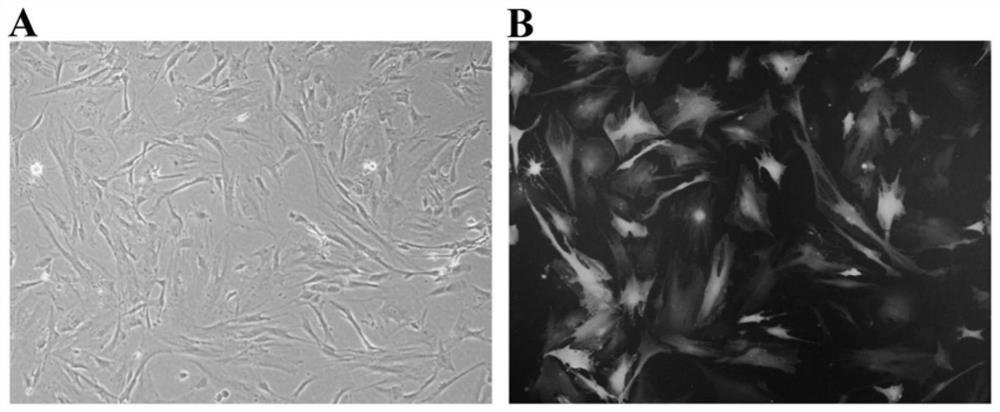 A dsRNA targeting enhancer II in the promoter II region of gdnf gene and its application