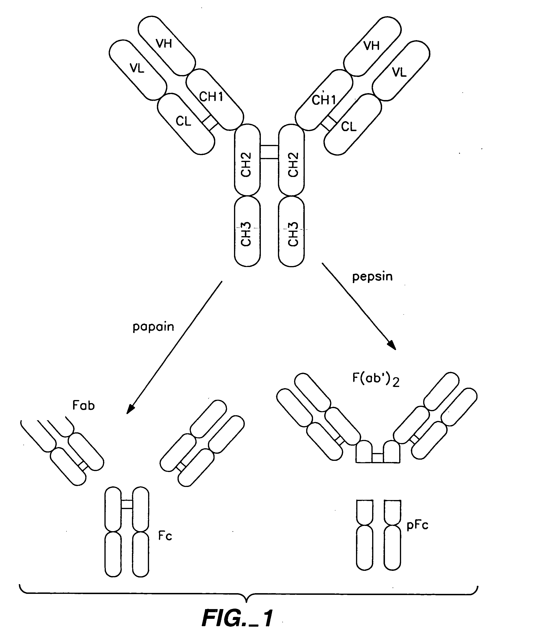 Polypeptide variants with altered effector function