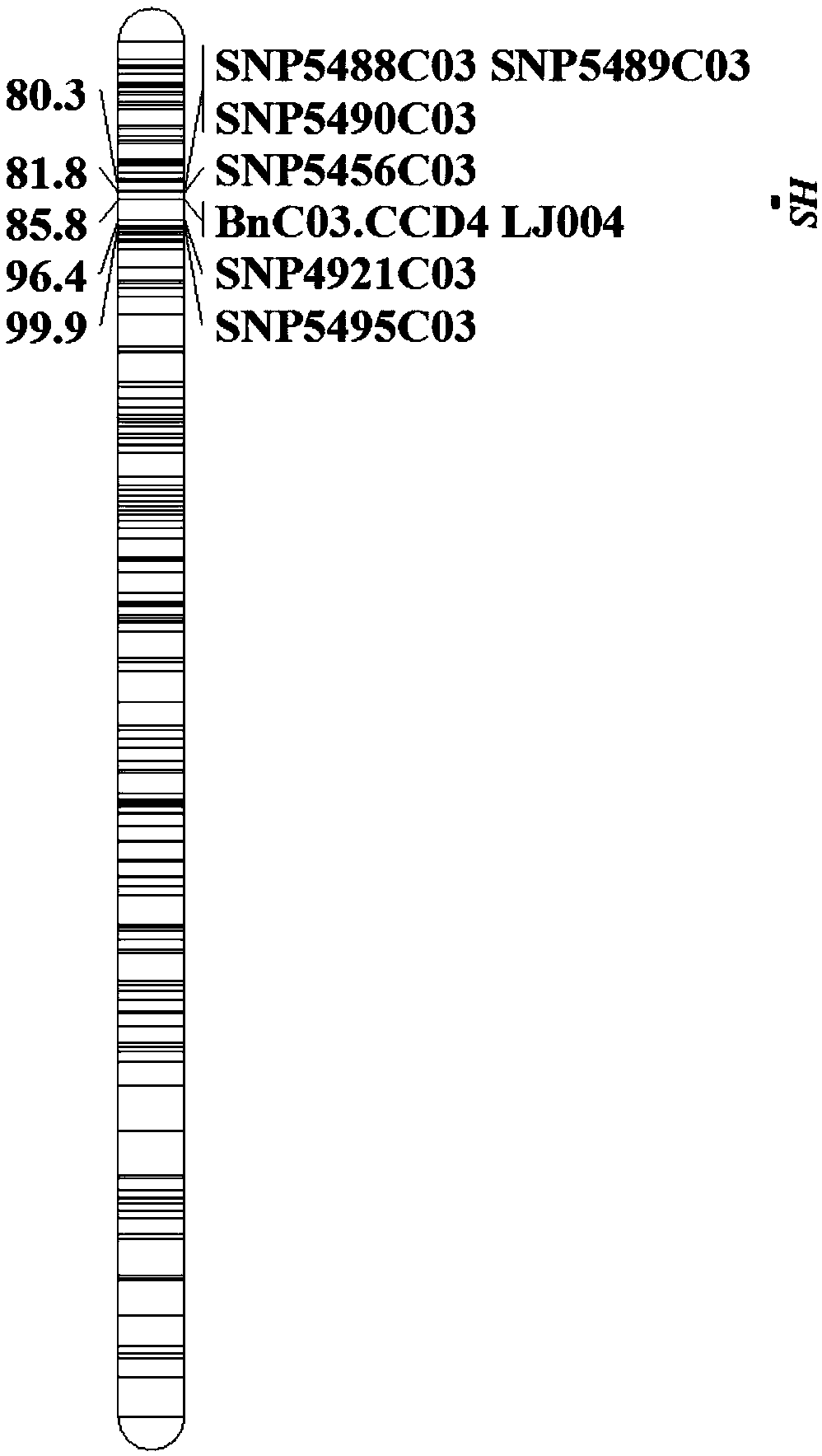 Molecular marker closely related to rape flower color traits and application of molecular marker