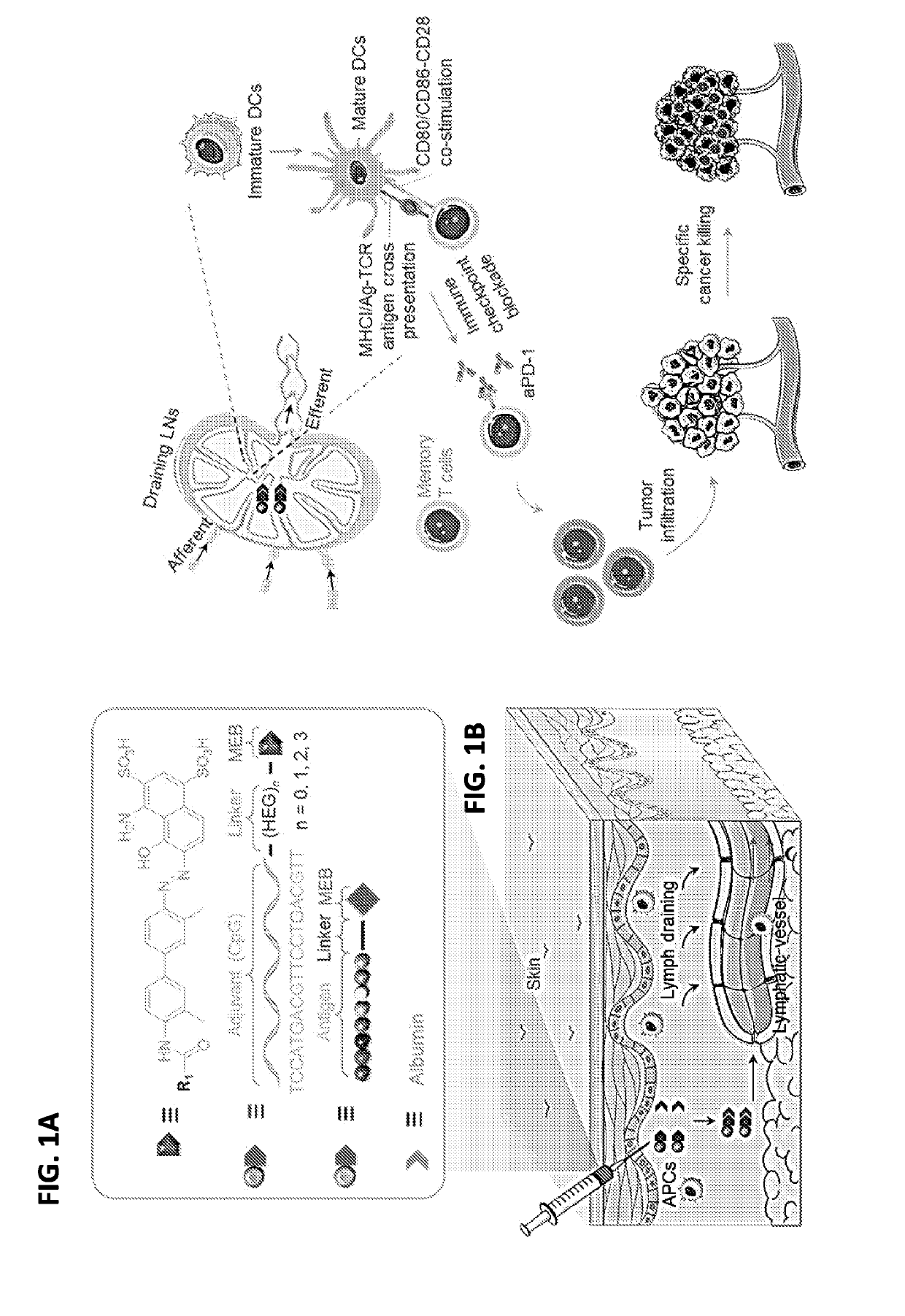 Albumin-binding immunomodulatory compositions and methods of use thereof