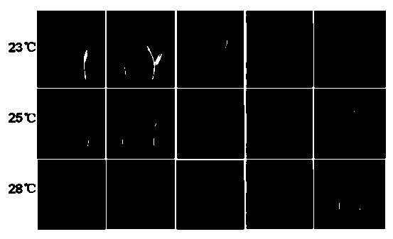 Protein for regulation and control of leaf color at low temperature and its gene and application