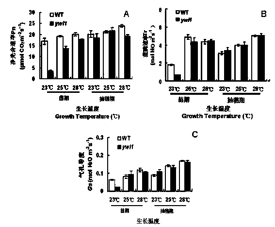 Protein for regulation and control of leaf color at low temperature and its gene and application