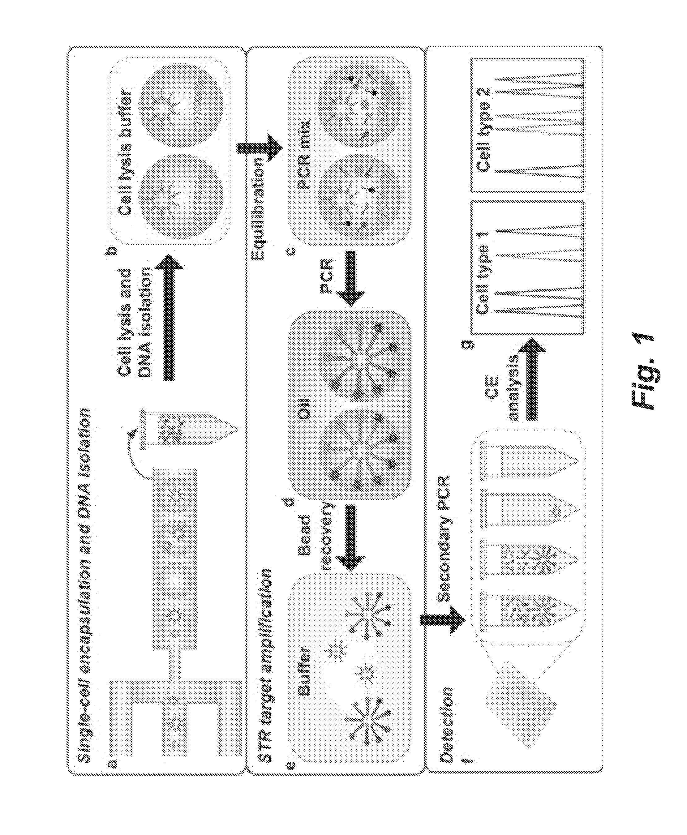 Single-cell forensic short tandem repeat typing within microfluidic droplets