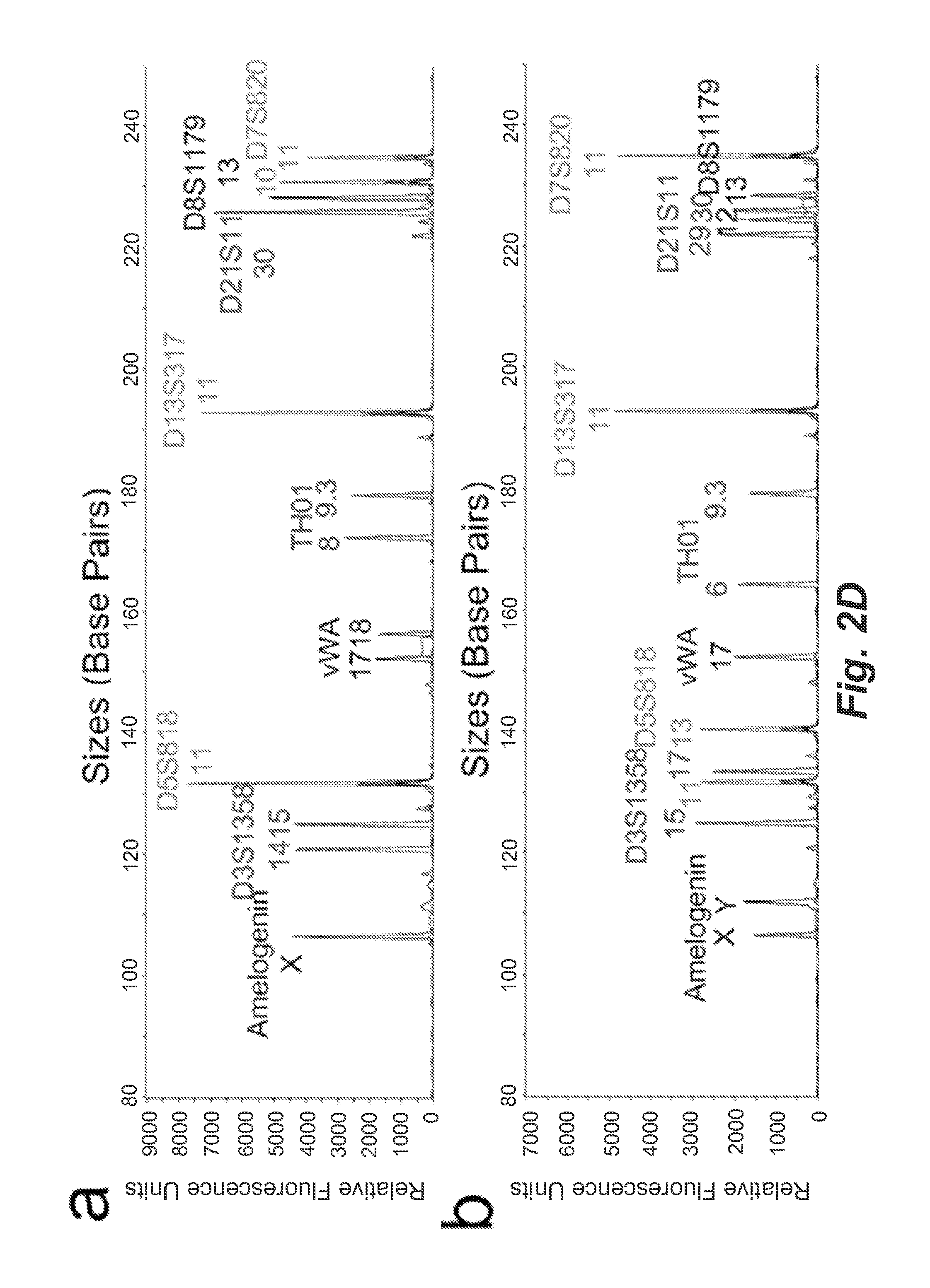 Single-cell forensic short tandem repeat typing within microfluidic droplets