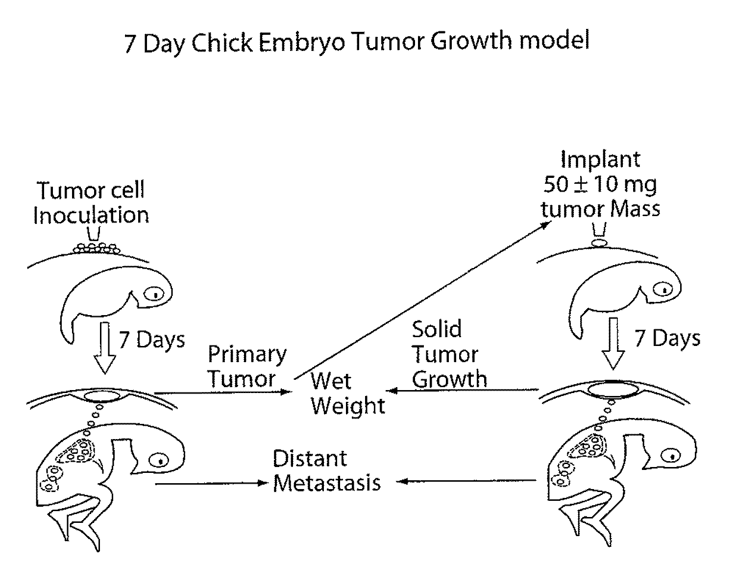 Thyroid Hormone Analogs and Methods of Use