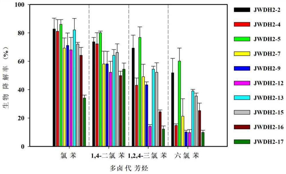 Polyhalogenated aromatic hydrocarbon degrading bacterium and application thereof