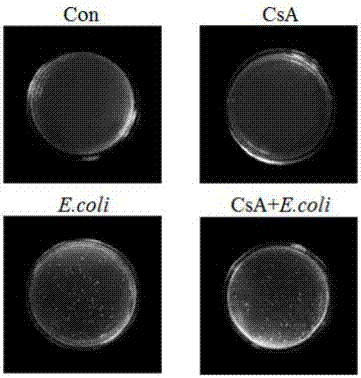 Preparation method of novel sepsis animal model