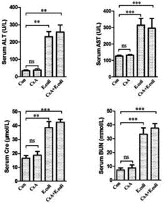 Preparation method of novel sepsis animal model