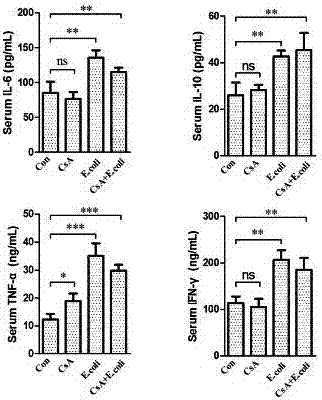 Preparation method of novel sepsis animal model