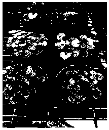 Division propagation method of adiantum reniforme