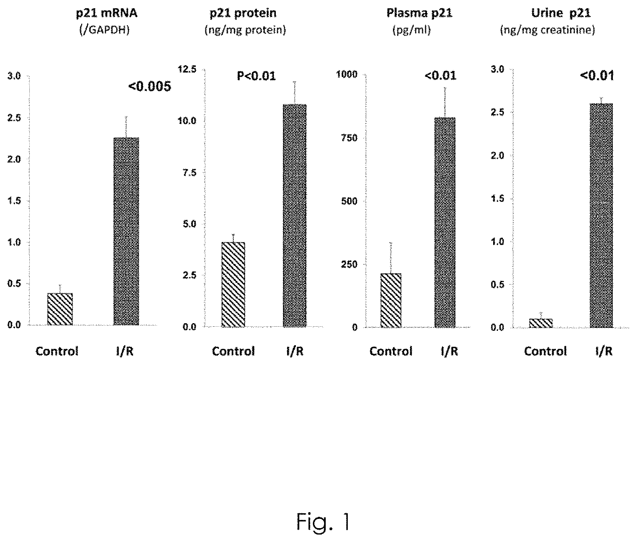 Methods of treating patients at risk for renal injury and renal failure