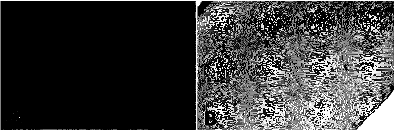 Decellularization cornea preparation method