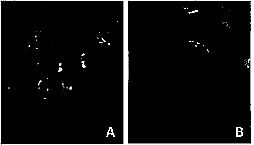 Decellularization cornea preparation method