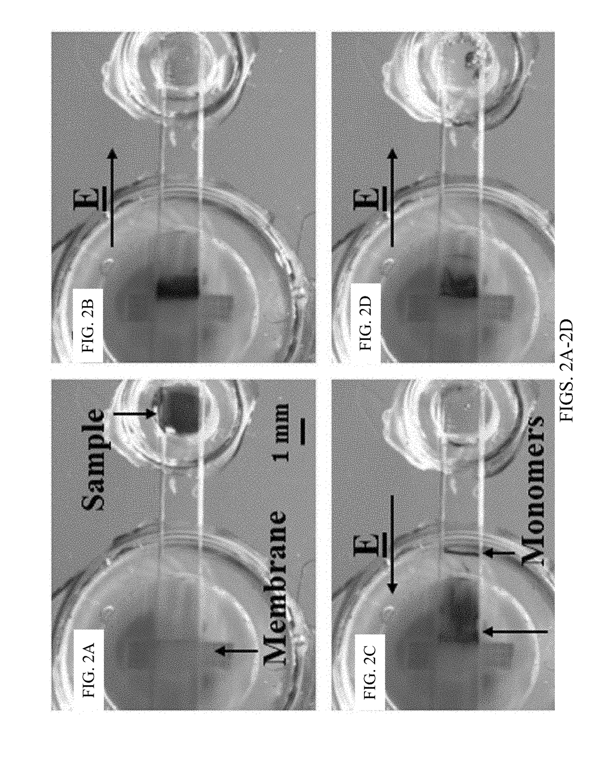 Ultra-sensitive multi-target lateral flow molecular assay with field-induced precipitation