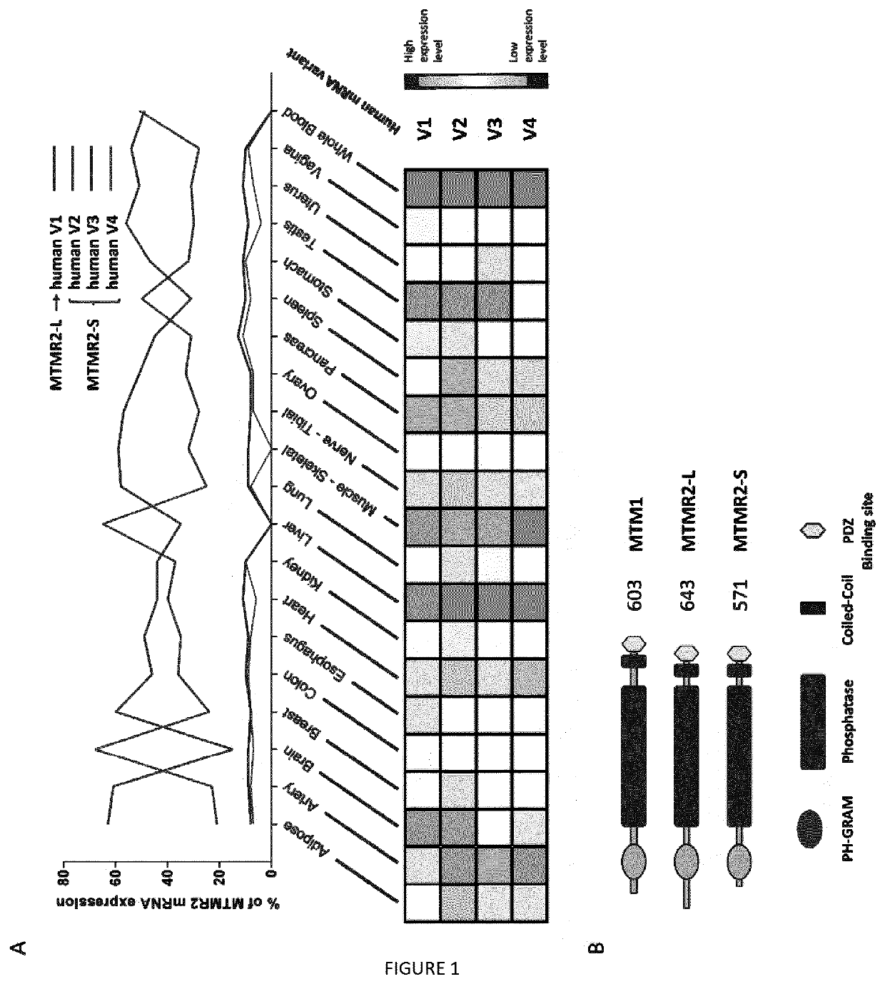 Mtmr2-s polypeptide for use in the treatment of myopathies