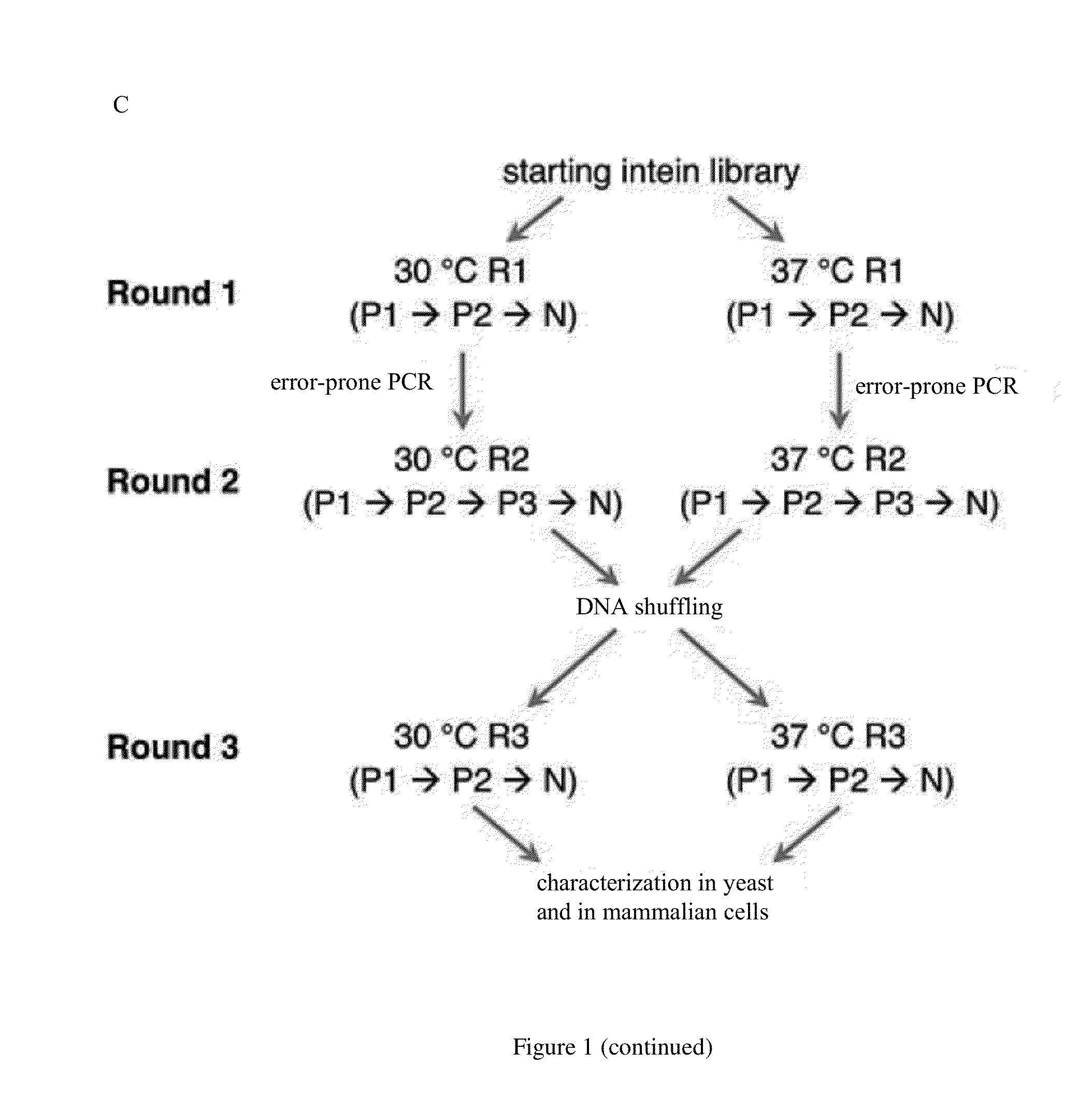 Small molecule-dependent inteins and uses thereof