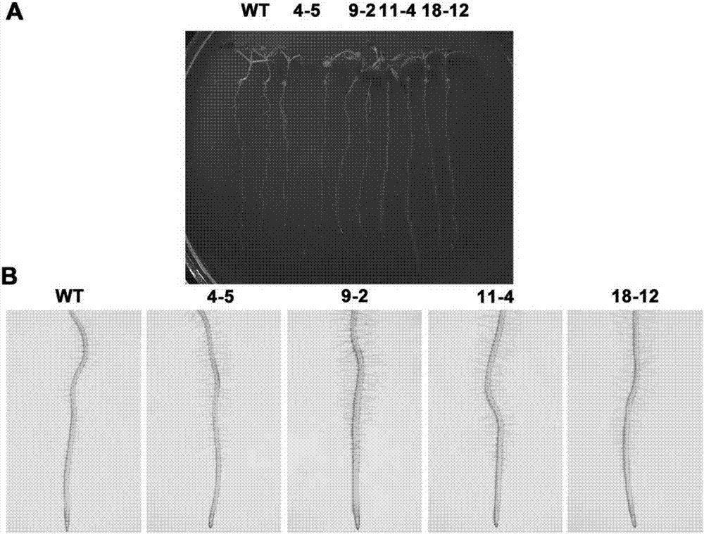 Application of DGM1 protein in improving generation capacity of plant root hairs