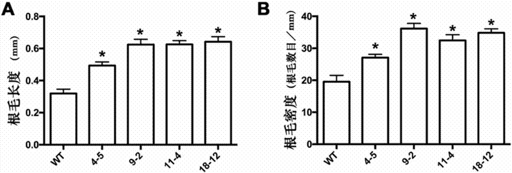 Application of DGM1 protein in improving generation capacity of plant root hairs