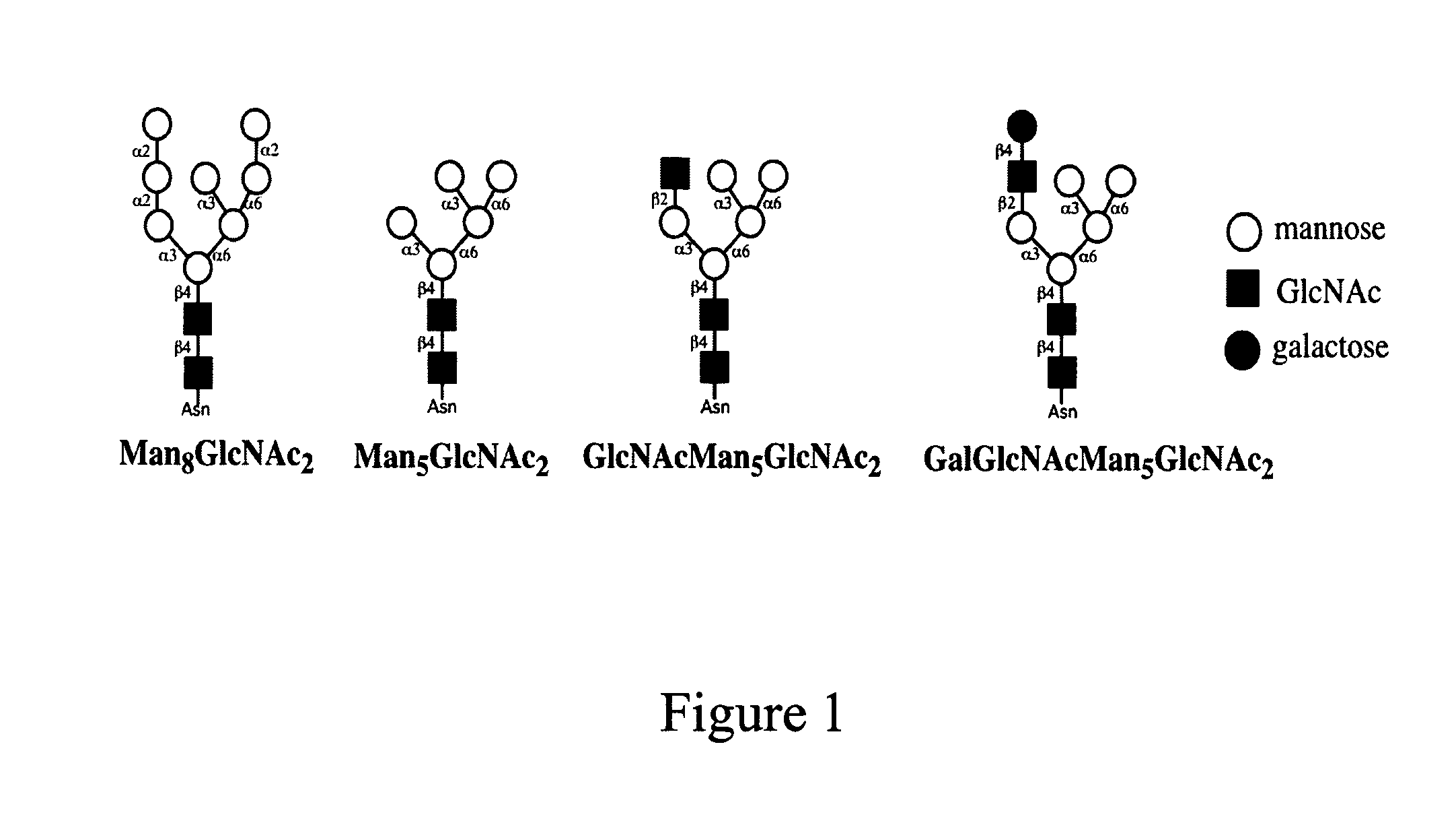 Modification of protein glycosylation in methylotrophic yeast