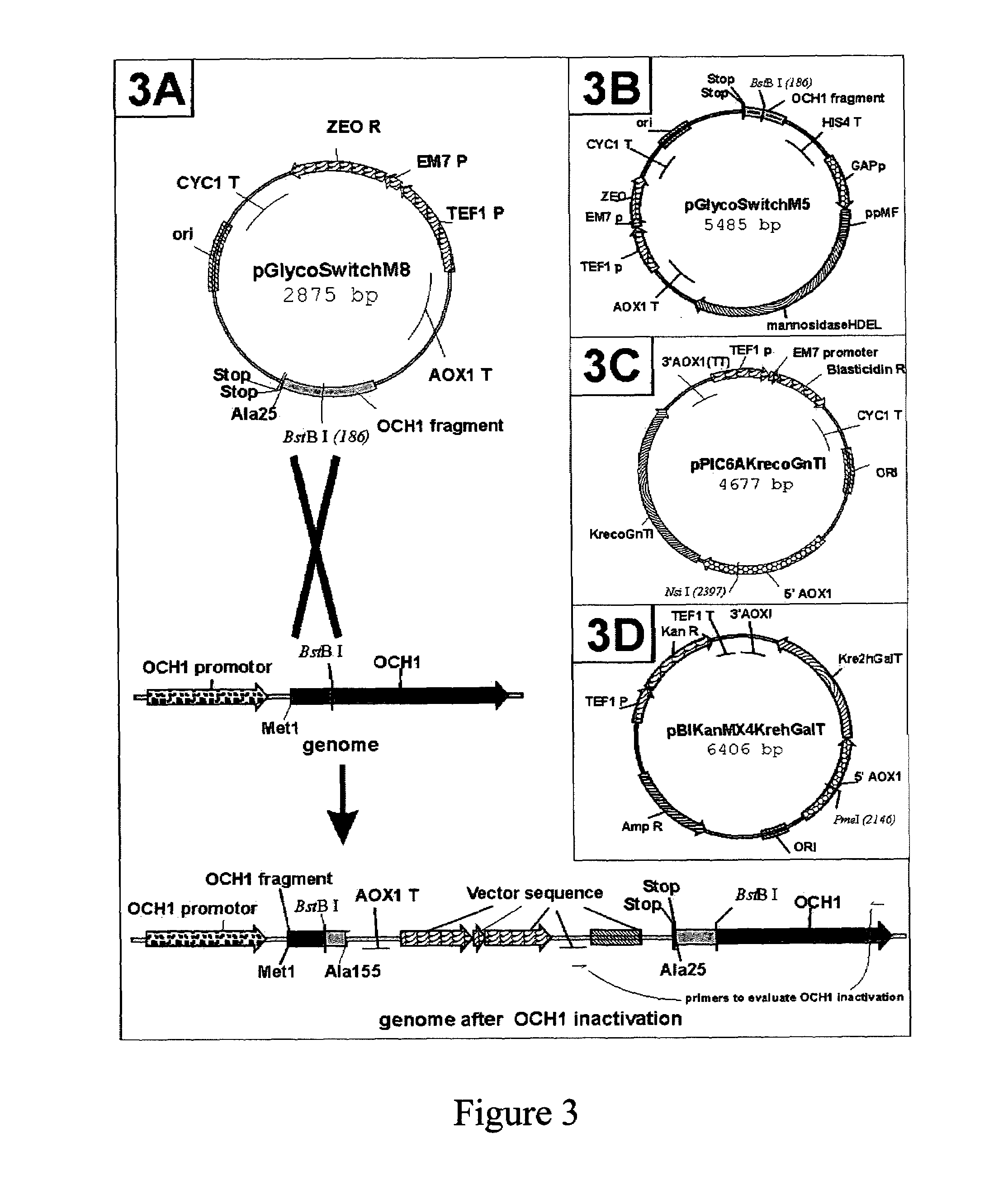 Modification of protein glycosylation in methylotrophic yeast