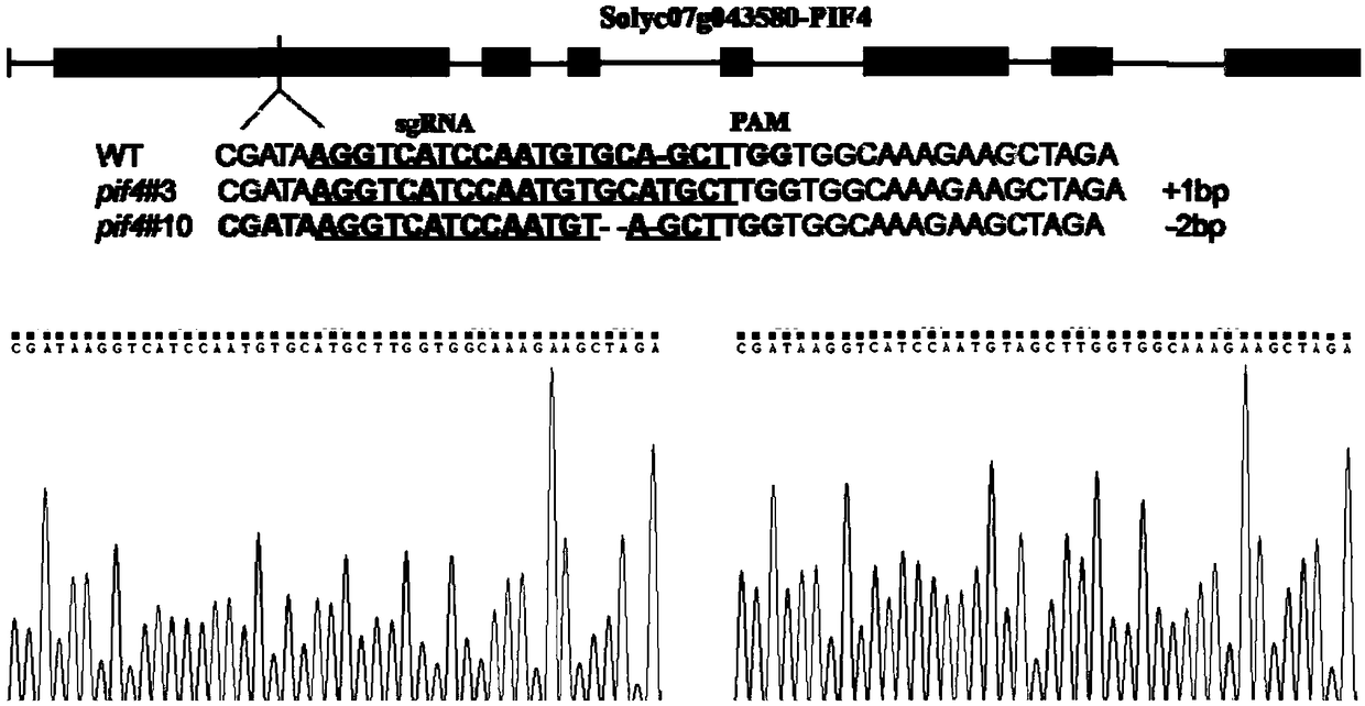 Tomato Sl1PIF4 gene, protein and application thereof to improving low temperature resistance of plant