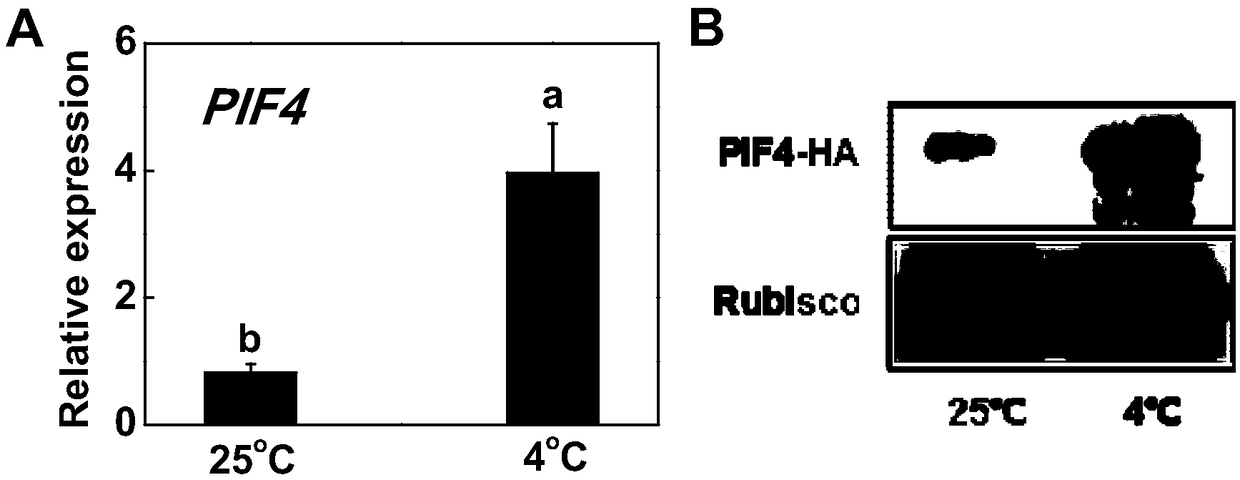 Tomato Sl1PIF4 gene, protein and application thereof to improving low temperature resistance of plant