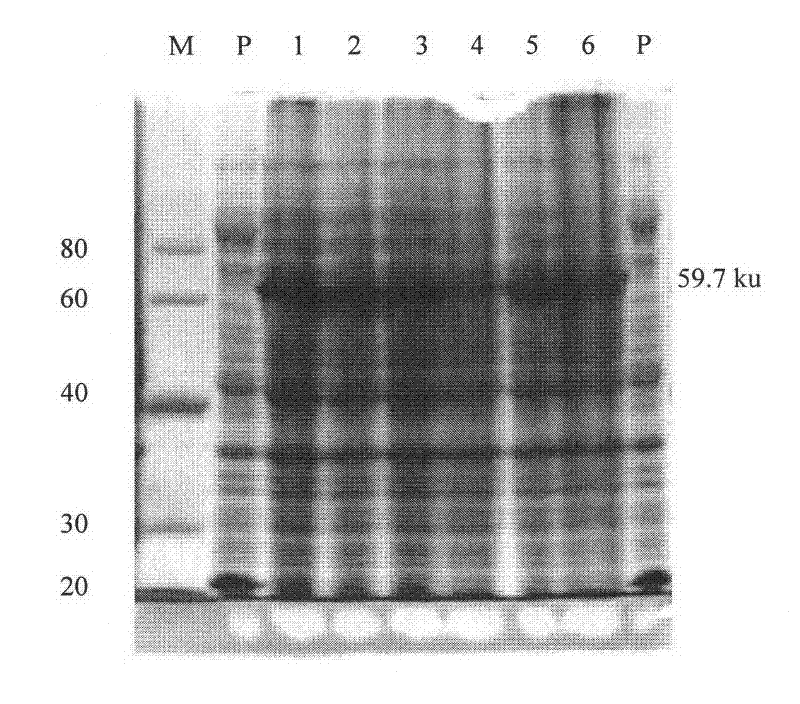 Fusion protein for resisting chicken coccidiosis, preparation and application thereof