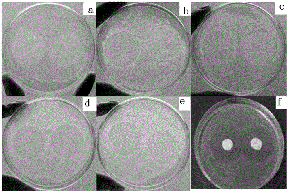 Non-migration and degradable antimicrobial polyester film and preparation method thereof