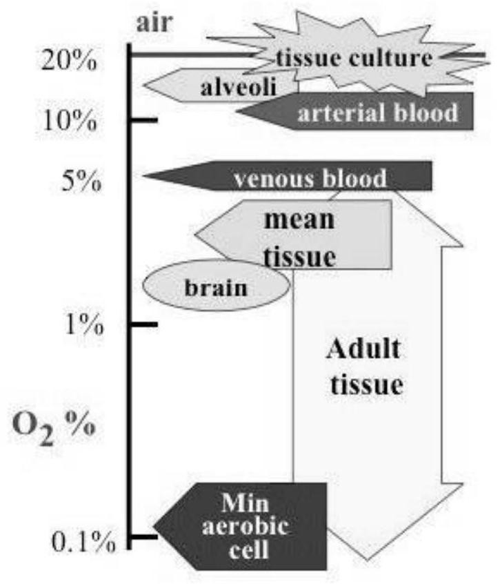 A method for harvesting hematopoietic stem cells from the placenta in a hypoxic environment