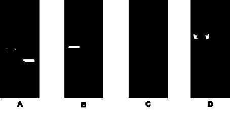 Arachis hypogaca violaxanthin de-epoxidase (AhVDE) gene and coding protein and application thereof