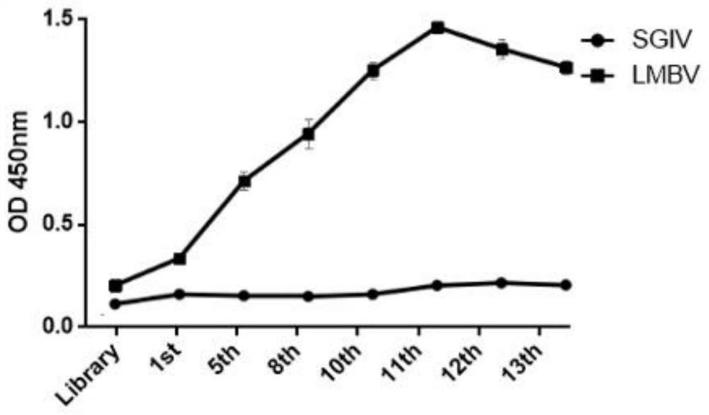 SsDNA aptamer for identifying micropterus salmoides iridovirus and application thereof