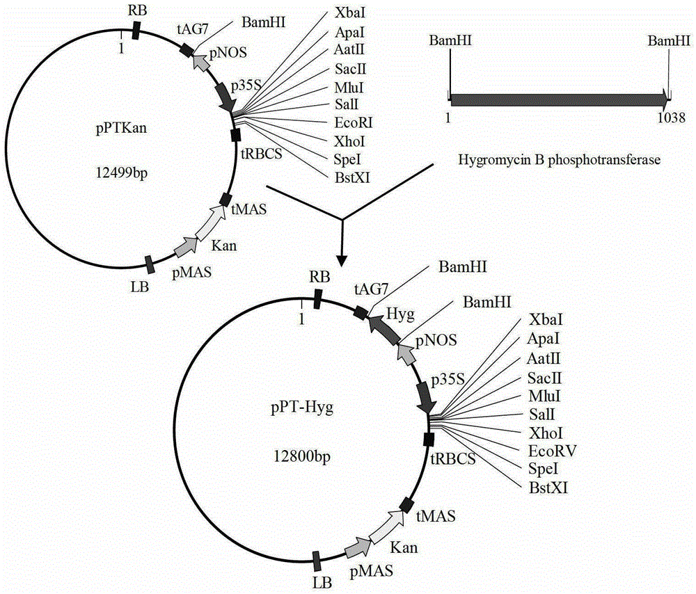 A new use of a maize-derived transcription factor and its coding gene