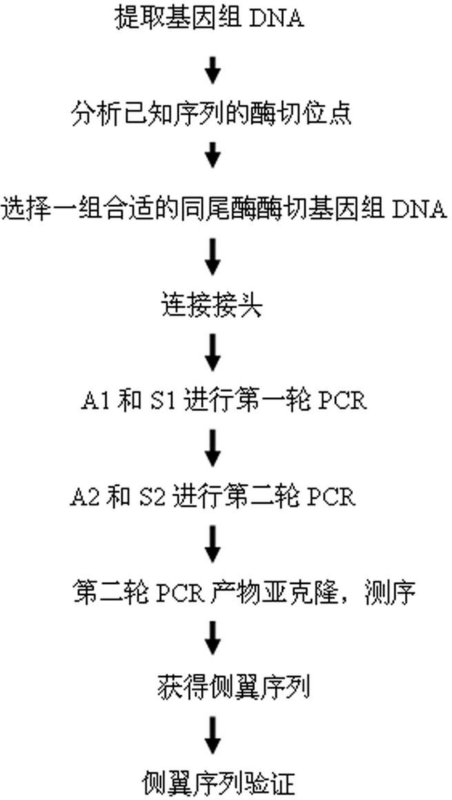 Method for applying adhesive tail end joints to flanking sequence separation