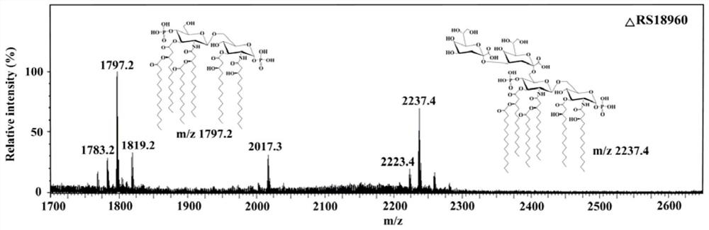 Recombinant cronobacter sakazakii and application thereof