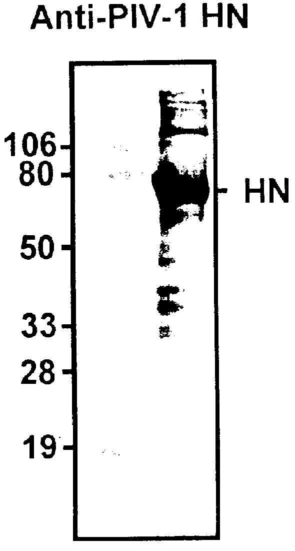 Parainfluenza virus glycoproteins and vaccines