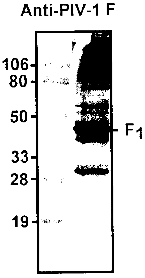 Parainfluenza virus glycoproteins and vaccines