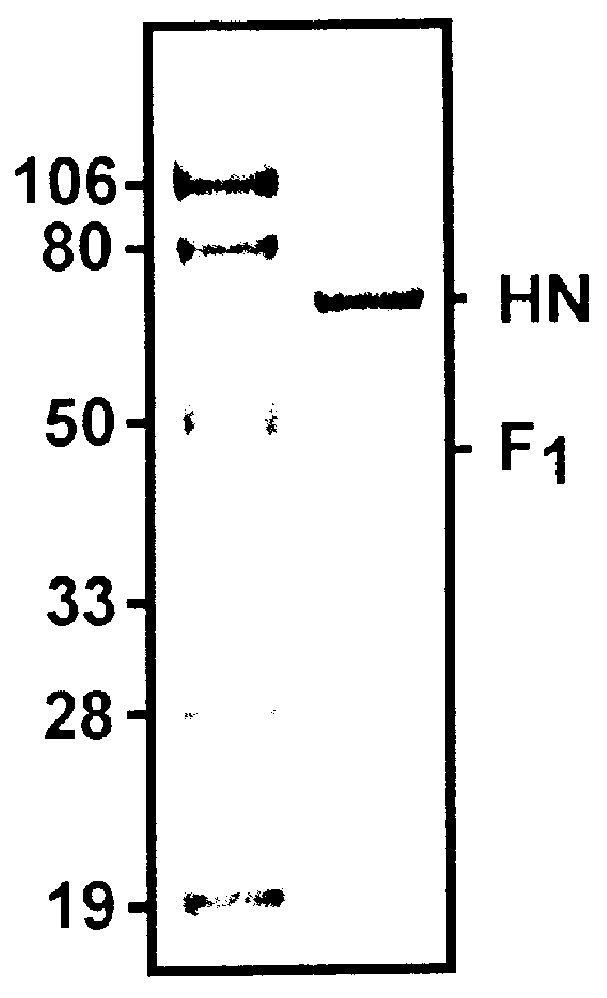 Parainfluenza virus glycoproteins and vaccines