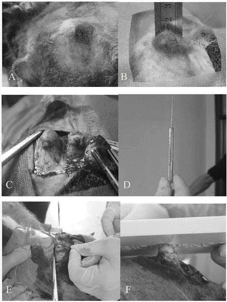 Construction method for cornua cervi pantotrichum bioreactor