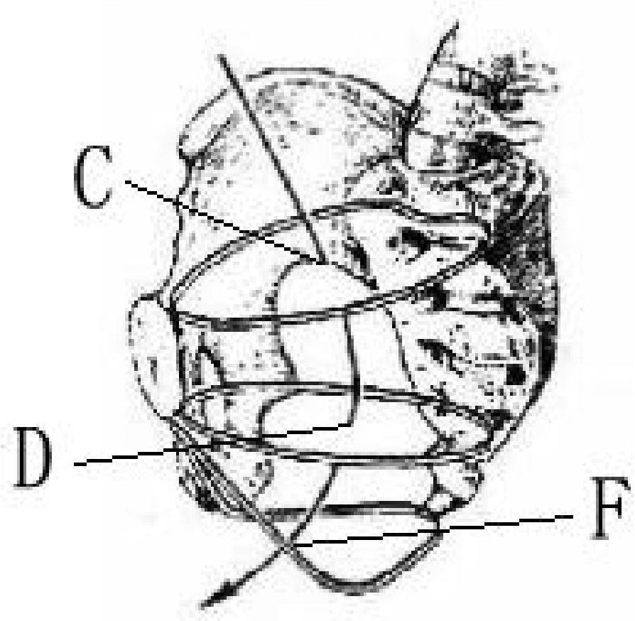 Pelvis plane center measuring and calculating method based on pelvis model and application thereof