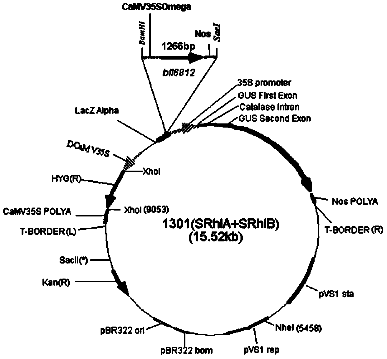 D-lactate dehydrogenase gene b116812S as well as preparation method and application thereof