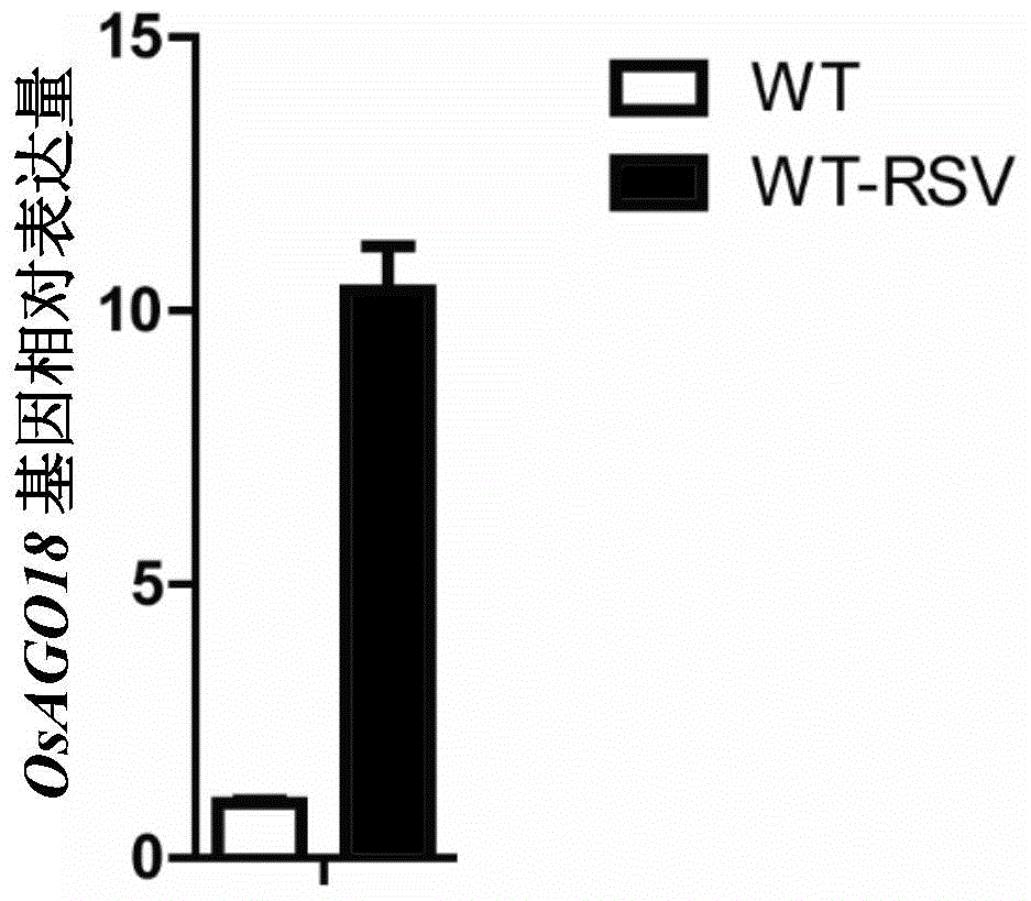 Application of OsAGO18 gene in improving rice stripe disease resistance of rice