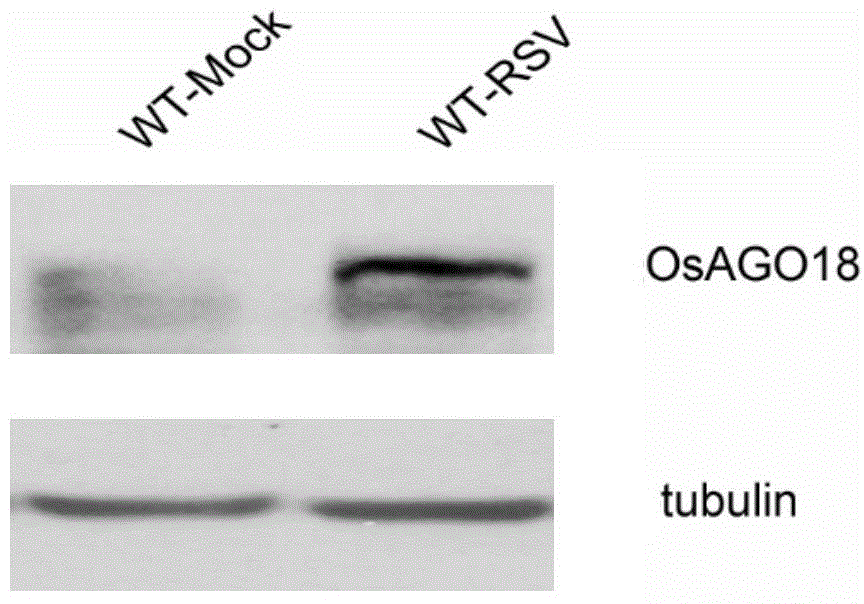 Application of OsAGO18 gene in improving rice stripe disease resistance of rice