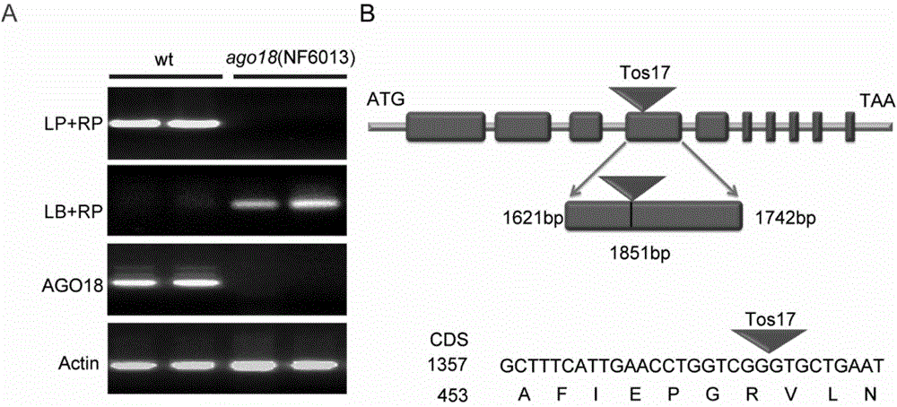 Application of OsAGO18 gene in improving rice stripe disease resistance of rice