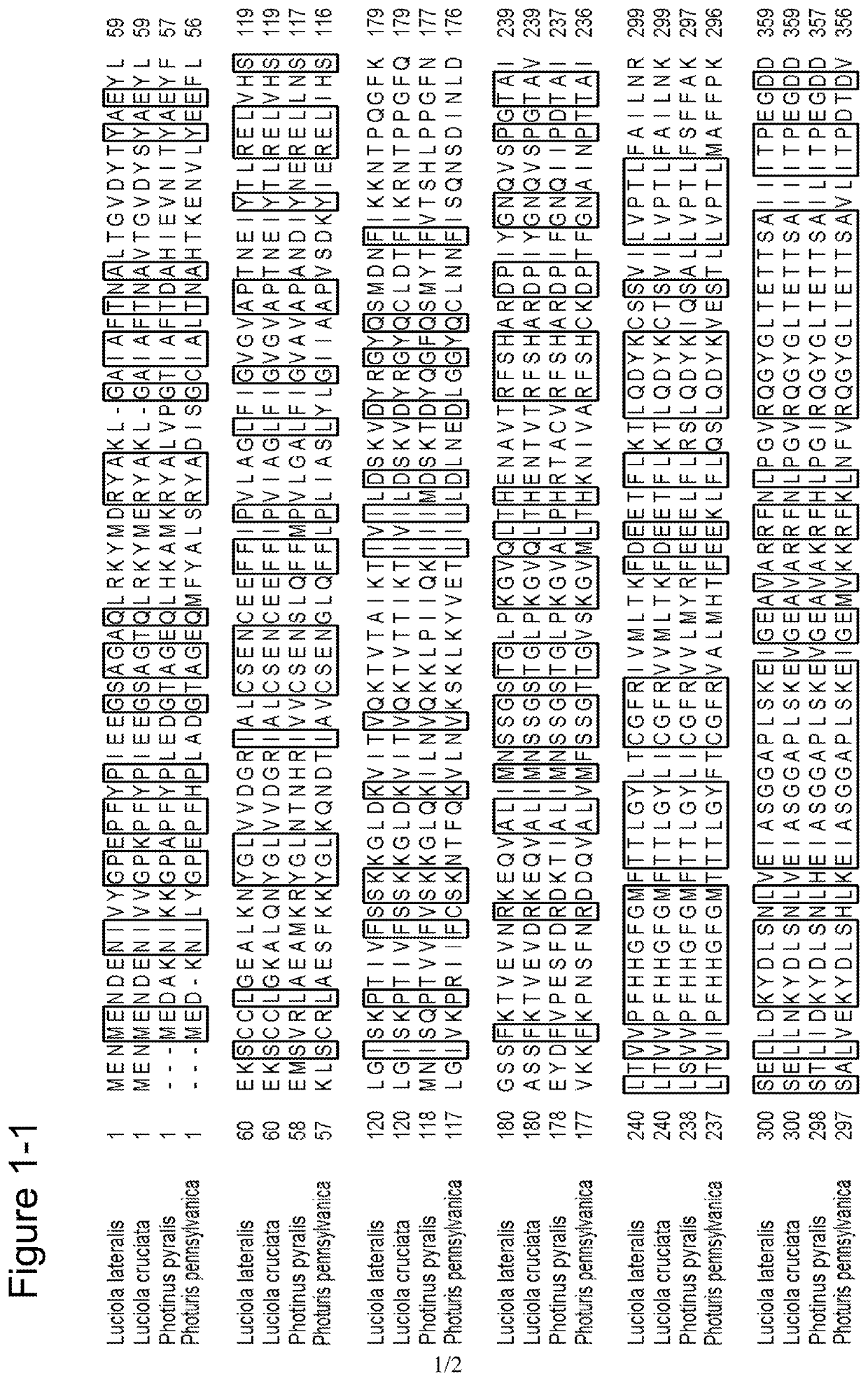 Luciferase variant