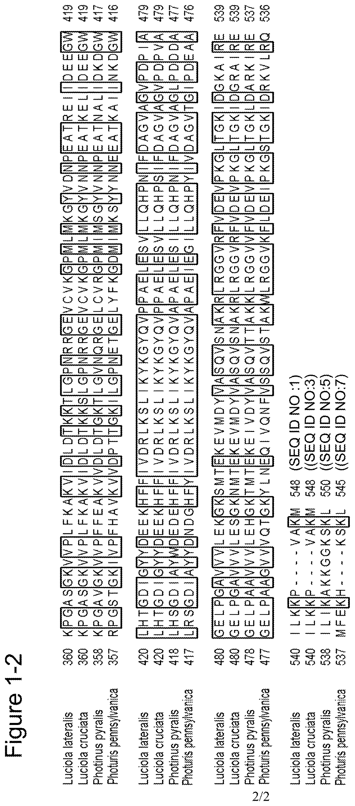 Luciferase variant