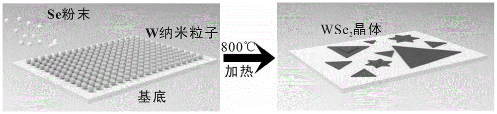 A two-dimensional transition metal dichalcogenide single crystal and its preparation method and application