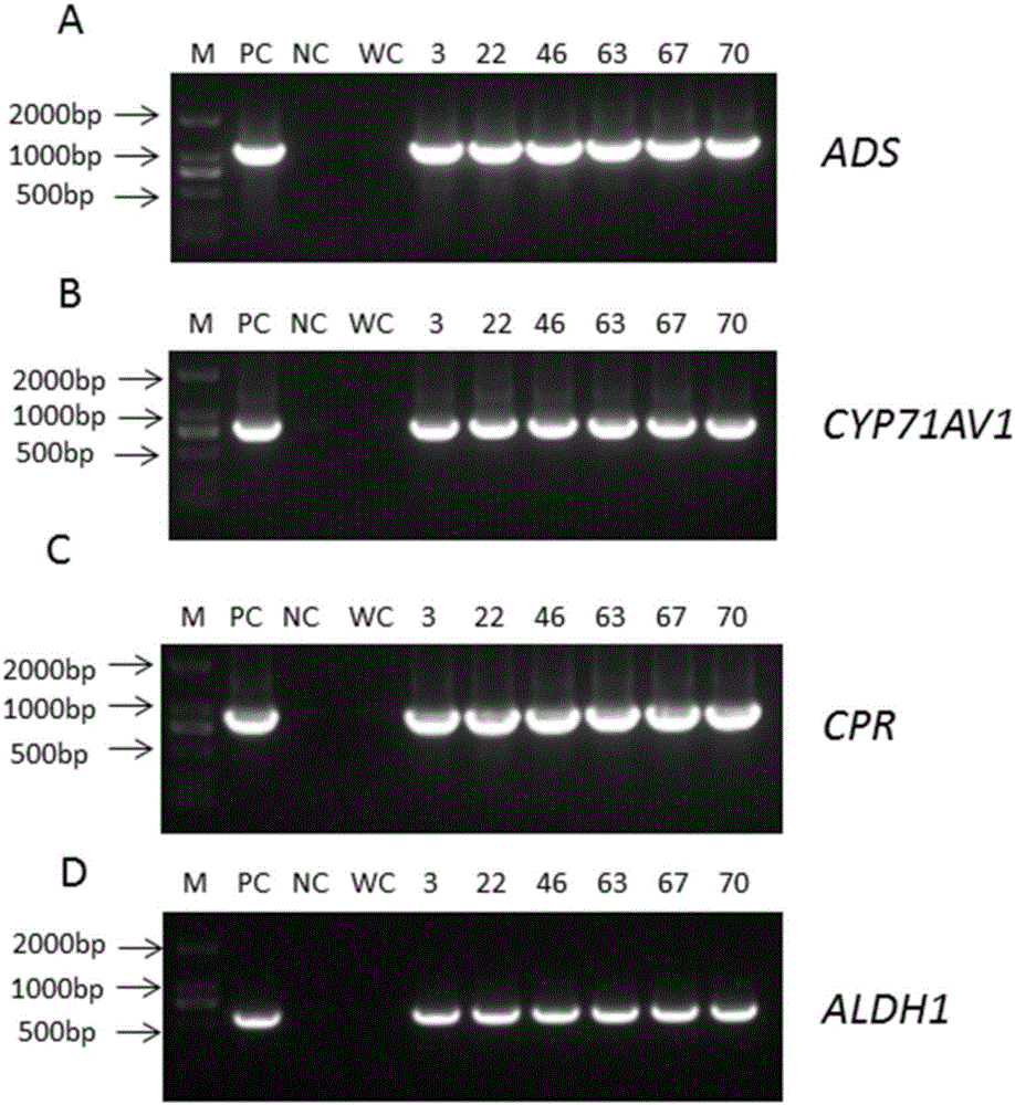 Method for increasing content of artemisinin in Artemisia annua