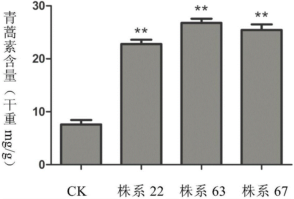 Method for increasing content of artemisinin in Artemisia annua